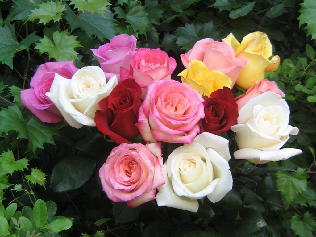 سالانه 4میلیارد شاخه گل و گلدان در کشور تولید می شود